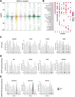 Dysfunctional intercellular communication and metabolic signaling pathways in thin endometrium